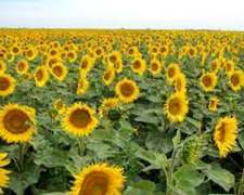 Vendo Excepcional Campo Agrícola de 400 Has, Zona Miramar