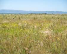 Venta De Campo En Entre Ríos, Gualeguay - 230 Ha