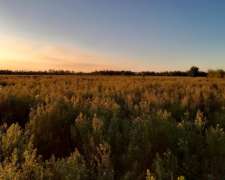 Venta Campo Bella Vista Corrientes