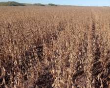 Vendo Campo Agricola 3500 Ha