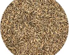 Vendo Semilla de Centeno Don Norberto