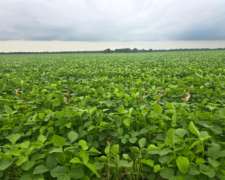 Vendo 1200 Ha Agricolas Quimili