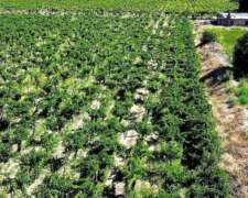 Finca De 120 Ha Con Doble Frente Sobre Ruta 7, Las Catitas