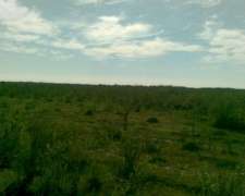 1200 Has Ganaderas a Desarrollar en Nueva Italia