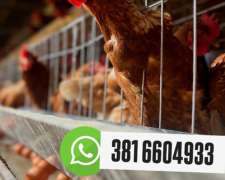 Jaulas para Gallinas Ponedoras