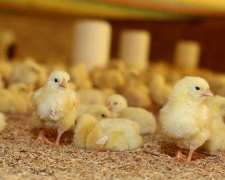 Se Vende Granja Avicola CAP/30 Mil Pollos.