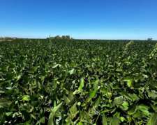 53 Hectáreas Agrícolas Pergamino