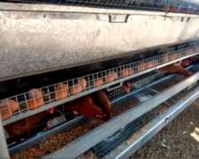 Gallinero Móvil Ibarrola para 75 - 175- 350 - 500 - 650 - 85