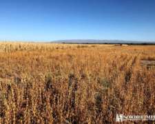 Saladillo, Coronel Pringles, San Luis - 986 Ha