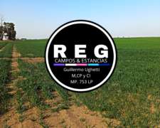 500 Has - Rio Cuarto, CBA