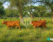 Campo Ganadero Totalmente Desarrollado, en Taco Pozo, Chaco