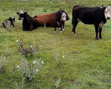 Venta Campo 300 Ha Villa Mercedes