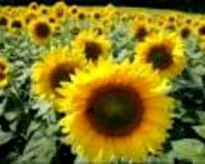 Compra De Girasol Procesado