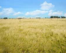 Brandsen, Buenos Aires - 284 Ha