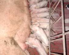 Cachorras Landrace X Yorkshire