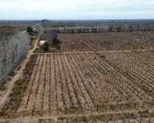 100 Ha Sobre Ruta 142 Gustavo Andre