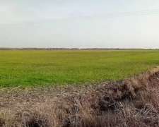 Alquilo Campo 92 Ha Mixto – Zona Productiva Consolidada