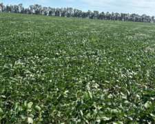 Campo 100% Agricola en ING Luiggi