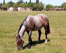 Caballo de Trabajo Mestizo