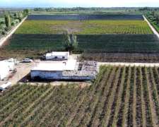 Finca De 15ha D° Riego, Pozo, Goteo.