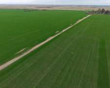 596 Has - Galvez (santa FE) - Agricola/ganadero