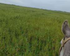 Capitalización Campo Ganadero o Pastaje