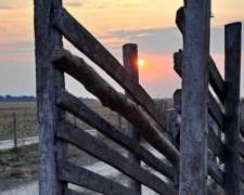 Alquilo Campo Ganadero .
