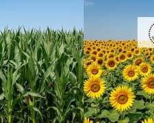 1300 Ha Campo Agrícola de Excelencia Entre Ríos