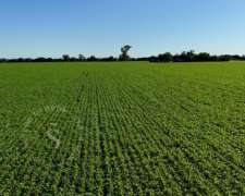 Campo Agrícola Suelo Clase 1. San Justo, Santa FE. 250 HA.