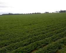 1500 Has Agricolas, Ganadera en Obispo Trejo Cordoba