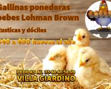 Gallinas Ponedoras Lohman Brown