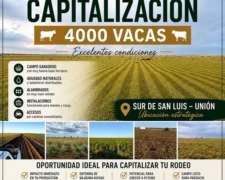 Capitalización 4000 Vacas Campo Disponible San Luis