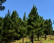 Venta Campo de 29 Ha en Villa Berna Calamuchita Córdoba