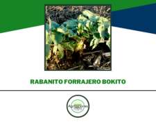 Semila De Rabanito Forrajero Bokito