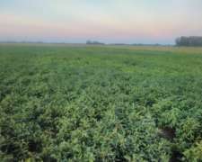 Venta 260 Has. Campo Mixto Pergamino