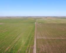 1520 Has Coronel Dorrego, Buenos Aires - Agrícola - Venta