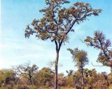 Busco Trabajo de Casero -puestero Rural