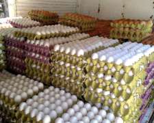 Huevos de Loro Fértiles para la Venta