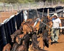 Chamical 8.500 Has Ganaderas