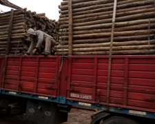 Tutores Eucaliptus 2,5m y 5 a 7cm Diam. - Impregnados CCA