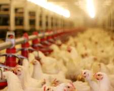 Ponedoras Blancas Lohmann White