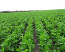 500 Has Cuatro Bocas