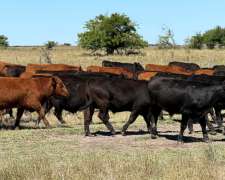 Campo en Venta 2500 HA. Ganadero. General Madariaga Retasado