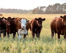 Vendo Campo Mixto Ruta 35