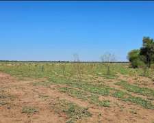 1850 Ha Con 500 Desmontadas Para Chacra