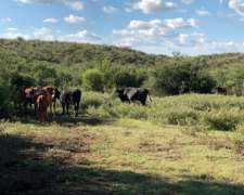 Campo Mixto de 417 Ha a 70 km de Merlo. Permuta.