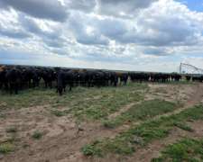 Venta 18000 Ha Campo Mixto San Luis