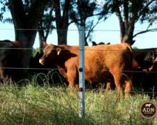 Postes Z Galvanizados para Alambrados y Cercos Eléctricos.