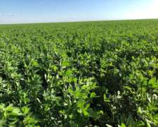 173 Has Agrícolas. Suelo Clase 2. Cuatro Bocas (santa FE)