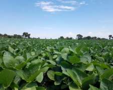 57 Has Agrícolas en Pergamino